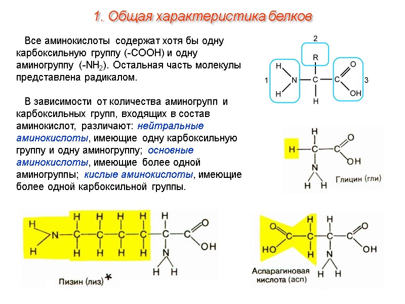 Все аминокислоты содержат хотя бы одну карбоксильную группу (-СООН) и одну аминогруппу (-NH2). Остальная
